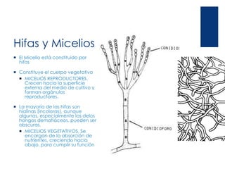 Hifas y Micelios
 El Micelio está constituido por
hifas
 Constituye el cuerpo vegetativo
 MICELIOS REPRODUCTORES.
Crecen hacia la superficie
externa del medio de cultivo y
forman orgánulos
reproductores.
 La mayoría de las hifas son
hialinas (incoloras), aunque
algunas, especialmente las delos
hongos dematiáceos, pueden ser
obscuras.
 MICELIOS VEGETATIVOS. Se
encargan de la absorción de
nutrientes, creciendo hacia
abajo, para cumplir su función
 