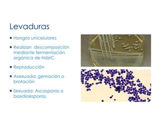 Levaduras
 Hongos unicelulares
 Realizan descomposición
mediante fermentación
orgánica de HdeC.
 Reproducción
 Asexuada: gemación o
brotación
 Sexuada: Ascosporas o
basidioesporas.
 