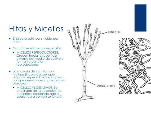 Angeles en mi cabello pdf gratis