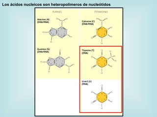 Los ácidos nucleicos son heteropolímeros de nucleótidos
 