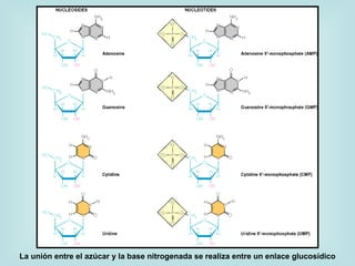 La unión entre el azúcar y la base nitrogenada se realiza entre un enlace glucosídico
 