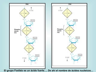 El grupo Fosfato es un ácido fuerte…. De ahí el nombre de ácidos nucleicos…
 
