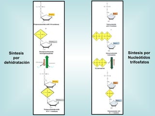 Síntesis      Síntesis por
    por         Nucleótidos
dehidratación    trifosfatos
 
