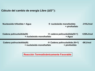 Cálculo del cambio de energía Libre (ΔG°’):




 Nucleosido trifosfato + Agua               nucleósido monofosfato       -31KJ/mol
                                                         + pirofosfato


 Cadena polinucleótida(N)                   cadena polinucleótida(N+1)   +25KJ/mol
                      + nucleósido monofosfato             + Agua

 Cadena polinucleótida(N)                  Cadena polinucleótida (N+1)   -6KJ/mol
                     + nucleósido monofosfato           + pirofosfato



                     Reacción Termodinámicamente Favorable
 