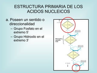 ESTRUCTURA PRIMARIA DE LOS
        ACIDOS NUCLEICOS
a. Poseen un sentido o
  direccionalidad
  – Grupo Fosfato en el
    extremo 5’
  – Grupo Hidroxilo en el
    extremo 3’




                            H
 