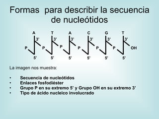 Formas para describir la secuencia
        de nucleótidos
           A            T            A         C         G         T
               3’           3’        3’        3’        3’           3’

       P            P            P         P         P         P            OH

           5’           5’           5’        5’        5’        5’

La imagen nos muestra:

•   Secuencia de nucleótidos
•   Enlaces fosfodiéster
•   Grupo P en su extremo 5’ y Grupo OH en su extremo 3’
•   Tipo de ácido nucleico involucrado
 