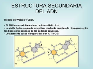ESTRUCTURA SECUNDARIA
             DEL ADN
Modelo de Watson y Crick,

- El ADN es una doble cadena de forma Helicoidal.
- La doble hélice se puede estabilizar mediante puentes de hidrógeno, entre
las bases nitrogenadas de las cadenas opuestas.
- Los pares de bases nitrogenadas son A-T y C-G
 
