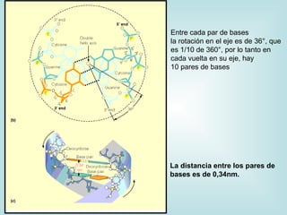 Entre cada par de bases
la rotación en el eje es de 36°, que
es 1/10 de 360°, por lo tanto en
cada vuelta en su eje, hay
10 pares de bases




La distancia entre los pares de
bases es de 0,34nm.
 