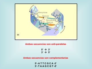 Ambas secuencias son anti-paralelas

               5’  3’
               3’  5’

Ambas secuencias son complementarias

         5’- A T T C G C A -3’
         3’- T A A G C G T -5’
 