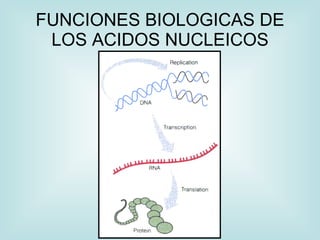 FUNCIONES BIOLOGICAS DE
 LOS ACIDOS NUCLEICOS
 