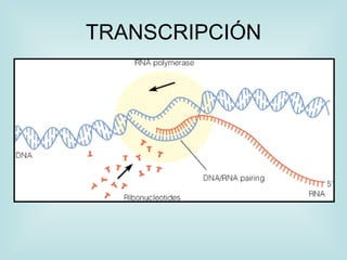 TRANSCRIPCIÓN
 