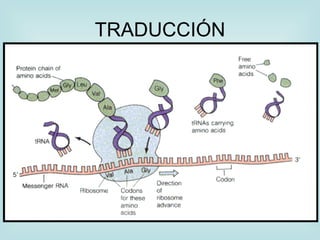 TRADUCCIÓN
 