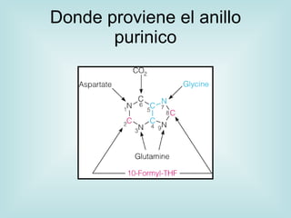 Donde proviene el anillo
       purinico
 