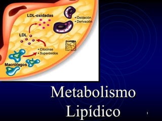 1
Metabolismo
Lipídico
 