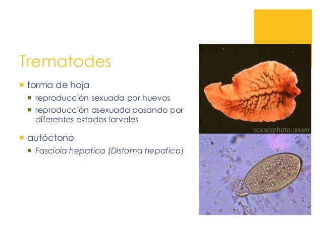 Curso de microbiologia