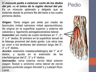 clase-25-miologia-de-mmii-parte-2-2023-pptx