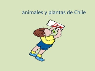animales y plantas de Chile
 