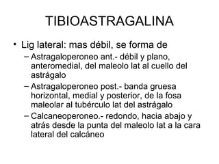 TIBIOASTRAGALINA
• Lig lateral: mas débil, se forma de
– Astragaloperoneo ant.- débil y plano,
anteromedial, del maleolo lat al cuello del
astrágalo
– Astragaloperoneo post.- banda gruesa
horizontal, medial y posterior, de la fosa
maleolar al tubérculo lat del astrágalo
– Calcaneoperoneo.- redondo, hacia abajo y
atrás desde la punta del maleolo lat a la cara
lateral del calcáneo

 