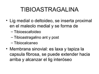 TIBIOASTRAGALINA
• Lig medial o deltoideo, se inserta proximal
en el maleolo medial y se forma de
– Tibioescafoideo
– Tibioastragalino ant y post
– Tibiocalcaneo

• Membrana sinovial: es laxa y tapiza la
capsula fibrosa, se puede extender hacia
arriba y alcanzar el lig interóseo

 