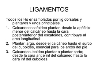 LIGAMENTOS
Todos los Hs ensamblados por lig dorsales y
plantares y unos principales
1. Calcaneoescafoideo plantar, desde la apófisis
menor del calcáneo hasta la cara
posteroinferior del escafoides, contribuye al
arco longitudinal
2. Plantar largo, desde el calcáneo hasta el surco
del cuboides, esencial para los arcos del pie
3. Calcaneocuboideo plantar o plantar corto;
desde la cara ant e inf del calcáneo hasta la
cara inf del cuboides

 