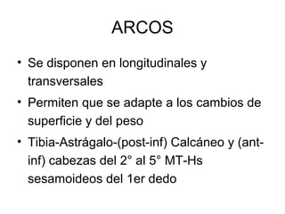 ARCOS
• Se disponen en longitudinales y
transversales
• Permiten que se adapte a los cambios de
superficie y del peso
• Tibia-Astrágalo-(post-inf) Calcáneo y (antinf) cabezas del 2° al 5° MT-Hs
sesamoideos del 1er dedo

 