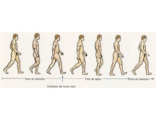 ARTICULACION TIBIOPERONEA