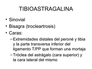 TIBIOASTRAGALINA
• Sinovial
• Bisagra (trocleartrosis)
• Caras:
– Extremidades distales del peroné y tibia
y la parte transversa inferior del
ligamento T/PP que forman una mortaja
– Tróclea del astrágalo (cara superior) y
la cara lateral del mismo

 
