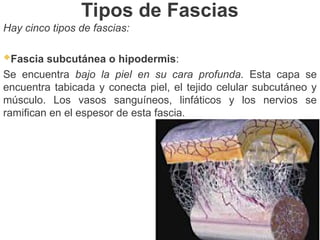 Tipos de Fascias
Hay cinco tipos de fascias:
Fascia subcutánea o hipodermis:
Se encuentra bajo la piel en su cara profunda. Esta capa se
encuentra tabicada y conecta piel, el tejido celular subcutáneo y
músculo. Los vasos sanguíneos, linfáticos y los nervios se
ramifican en el espesor de esta fascia.
 