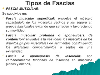 Tipos de Fascias
 FASCIA MUSCULAR:
Se subdivide en:
 Fascia muscular superficial: envuelve el músculo
separándolo de los músculos vecinos y los separa en
grupos funcionales evitando que se rocen y favoreciendo
su movilidad.
 Fascia muscular profunda o aponeurosis de
contención: envuelve a la vez todos los músculos de los
distintos grupos musculares de segmentos constituyendo
los diferentes compartimentos o septos en una
extremidad.
 Fascia o aponeurosis de inserción: son
verdaderamente tendones de inserción en músculos
planos y anchos.
 