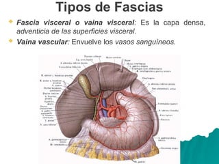 Tipos de Fascias
 Fascia visceral o vaina visceral: Es la capa densa,
adventicia de las superficies visceral.
 Vaina vascular: Envuelve los vasos sanguíneos.
 