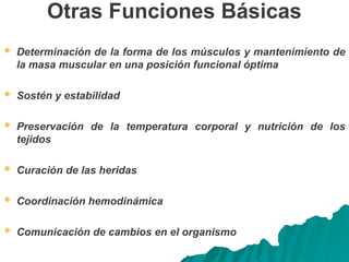 Otras Funciones Básicas
 Determinación de la forma de los músculos y mantenimiento de
la masa muscular en una posición funcional óptima
 Sostén y estabilidad
 Preservación de la temperatura corporal y nutrición de los
tejidos
 Curación de las heridas
 Coordinación hemodinámica
 Comunicación de cambios en el organismo
 