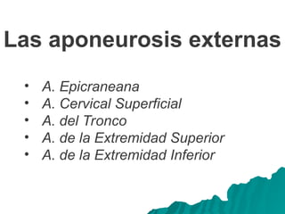 Las aponeurosis externas
• A. Epicraneana
• A. Cervical Superficial
• A. del Tronco
• A. de la Extremidad Superior
• A. de la Extremidad Inferior
 