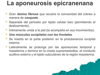 La aponeurosis epicranenana
 Gran lámina fibrosa que recubre la convexidad del cráneo a
manera de casquete.
 Separada del periostio por tejido celular laxo (permitiendo el
deslizamiento).
 Íntimamente unida a la piel (la acompaña en sus movimientos).
 Une músculos occipitales con los frontales.
 Se inserta en la parte posterior en la protuberancia occipital
externa.
 Lateralmente se prolonga por las aponeurosis temporal y
maseterina y termina en la cresta supramastoidea, el conducto
auditivo externo y el tejido subcutáneo de la región maseterina.
 