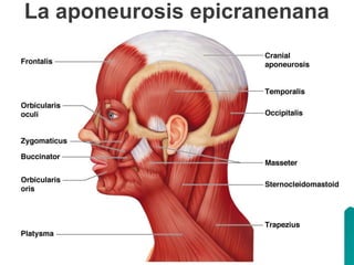 La aponeurosis epicranenana
 