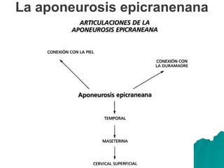 La aponeurosis epicranenana
 