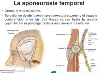 La aponeurosis temporal
 Gruesa y muy resistente.
 Se extiende desde la línea curva temporal superior y el espacio
comprendido entre las dos líneas curvas hasta la arcada
cigomática y se prolonga hasta la aponeurosis maseterina.
 