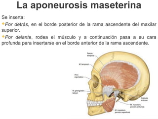 La aponeurosis maseterina
Se inserta:
Por detrás, en el borde posterior de la rama ascendente del maxilar
superior.
Por delante, rodea el músculo y a continuación pasa a su cara
profunda para insertarse en el borde anterior de la rama ascendente.
 