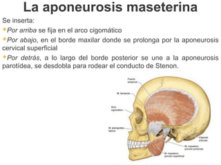 La aponeurosis maseterina
Se inserta:
Por arriba se fija en el arco cigomático
Por abajo, en el borde maxilar donde se prolonga por la aponeurosis
cervical superficial
Por detrás, a lo largo del borde posterior se une a la aponeurosis
parotídea, se desdobla para rodear el conducto de Stenon.
 