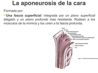 La aponeurosis de la cara
Formada por:
Una fascia superficial: integrada por un plano superficial
delgado y un plano profundo mas resistente. Rodean a los
músculos de la mímica y los unen a la fascia profunda.
 