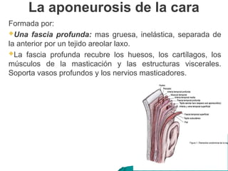 La aponeurosis de la cara
Formada por:
Una fascia profunda: mas gruesa, inelástica, separada de
la anterior por un tejido areolar laxo.
La fascia profunda recubre los huesos, los cartílagos, los
músculos de la masticación y las estructuras viscerales.
Soporta vasos profundos y los nervios masticadores.
 
