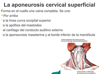 La aponeurosis cervical superficial
Forma en el cuello una vaina completa. Se une:
Por arriba
a la línea curva occipital superior
a la apófisis del mastoides
al cartílago del conducto auditivo externo
a la aponeurosis maseterina y al borde inferior de la mandíbula
 