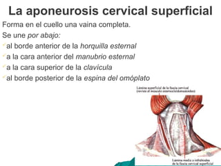 Forma en el cuello una vaina completa.
Se une por abajo:
al borde anterior de la horquilla esternal
a la cara anterior del manubrio esternal
a la cara superior de la clavícula
al borde posterior de la espina del omóplato
La aponeurosis cervical superficial
 