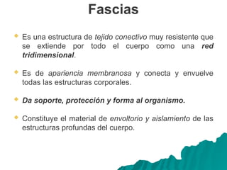 Fascias
 Es una estructura de tejido conectivo muy resistente que
se extiende por todo el cuerpo como una red
tridimensional.
 Es de apariencia membranosa y conecta y envuelve
todas las estructuras corporales.
 Da soporte, protección y forma al organismo.
 Constituye el material de envoltorio y aislamiento de las
estructuras profundas del cuerpo.
 