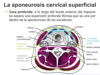  Cara profunda: a lo largo del borde anterior del trapecio
se separa una expansión profunda fibrosa que se une por
dentro de la aponeurosis de los escalenos.
La aponeurosis cervical superficial
 