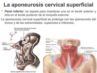  Parte inferior: se separa para insertarse una en el borde anterior y
otra en el borde posterior de la horquilla esternal.
La aponeurosis cervical superficial se prolonga con las aponeurosis del
tronco y de las extremidades superiores e inferiores.
La aponeurosis cervical superficial
 