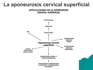La aponeurosis cervical superficial
 