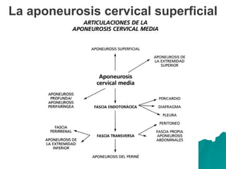 La aponeurosis cervical superficial
 