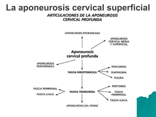 La aponeurosis cervical superficial
 