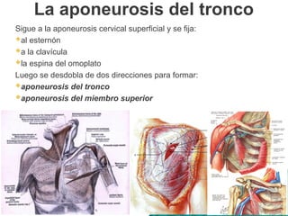 La aponeurosis del tronco
Sigue a la aponeurosis cervical superficial y se fija:
al esternón
a la clavícula
la espina del omoplato
Luego se desdobla de dos direcciones para formar:
aponeurosis del tronco
aponeurosis del miembro superior
 