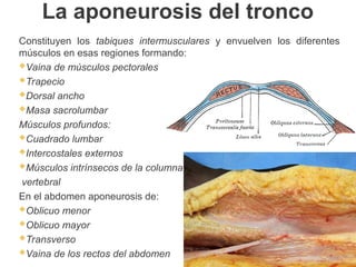 La aponeurosis del tronco
Constituyen los tabiques intermusculares y envuelven los diferentes
músculos en esas regiones formando:
Vaina de músculos pectorales
Trapecio
Dorsal ancho
Masa sacrolumbar
Músculos profundos:
Cuadrado lumbar
Intercostales externos
Músculos intrínsecos de la columna
vertebral
En el abdomen aponeurosis de:
Oblicuo menor
Oblicuo mayor
Transverso
Vaina de los rectos del abdomen
 